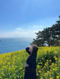 🌼지금 방문하면 좋을 무료 유채꽃밭🌼