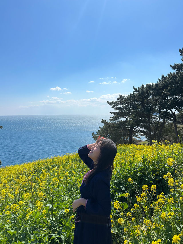 🌼지금 방문하면 좋을 무료 유채꽃밭🌼