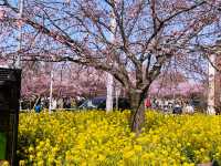 Catching the earliest Sakura !