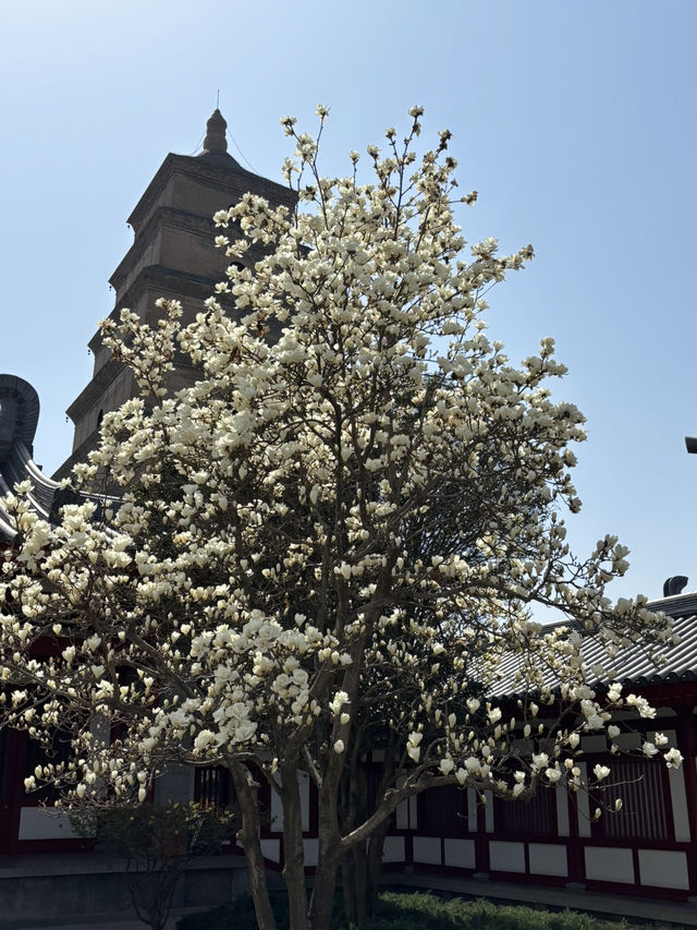 Xi’an in Bloom: Why March is the Perfect Time to Witness Sakura Magic