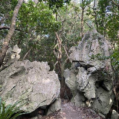 🌿ASMUI Spiritual Hikesで神秘の森を散策🌿 | Trip.com 国頭村