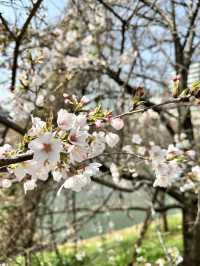 千鳥ヶ淵花見🌸近くのおすすめランチ【東京／千鳥ヶ淵】