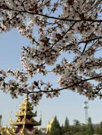 A Serene Escape Amidst the Blossoms at White Horse Temple