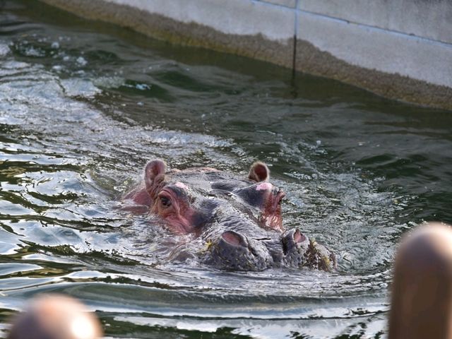 活力 . 愛媛県立とべ動物園