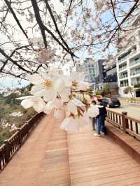 釜山｜迎月路粉色浪漫散步道 臥牛山的浪漫故事