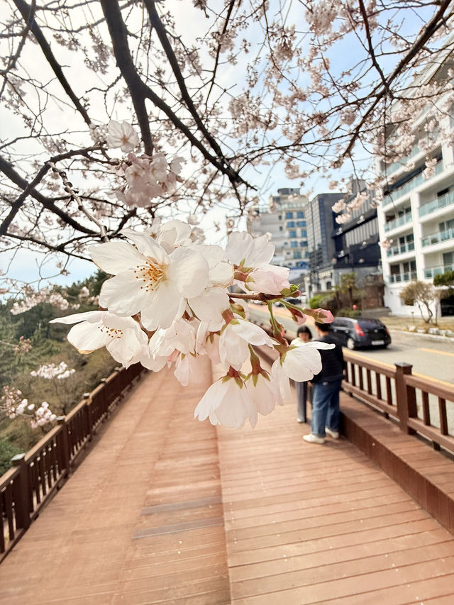 釜山｜迎月路粉色浪漫散步道 臥牛山的浪漫故事