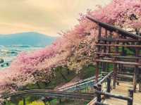 Chasing Sakura at Nishihirabatake Park
