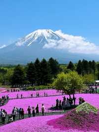 富士山×絶景フラワー🌸富士本栖湖リゾートで癒しのひととき