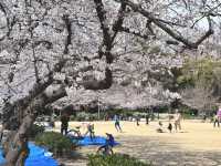 【大阪府】2025桜開花🌸　大阪桜スポット