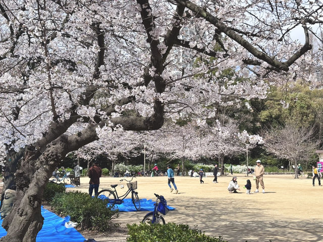 【大阪府】2025桜開花🌸　大阪桜スポット