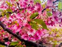 櫻🌸吹雪～淀之河津櫻