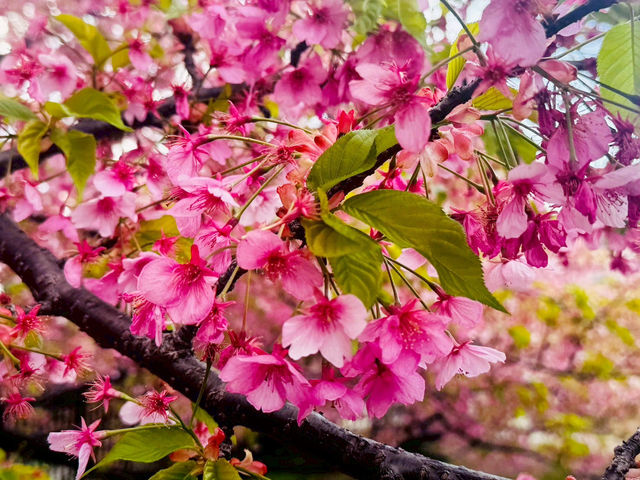 櫻🌸吹雪～淀之河津櫻