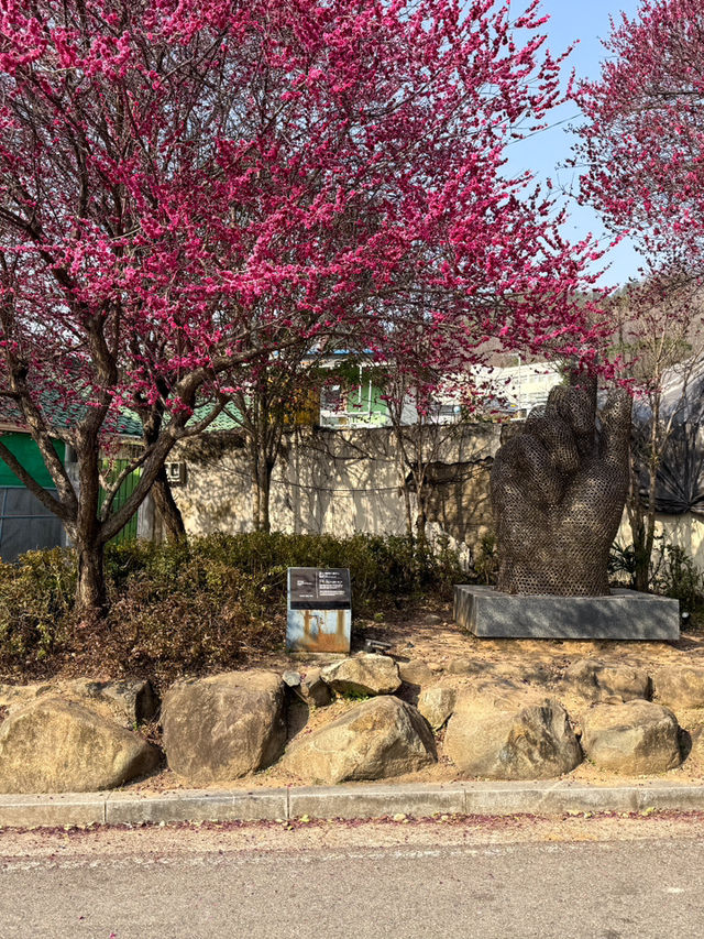 봄에 꼭 가야할 홍매화 명소 추천 ‘탐매마을’