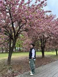 자주빛 겹벚꽃의 성지 미사경정공원🌸