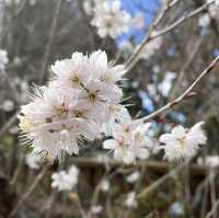 Hidden In Alishan, Taiwan!! Early Spring Cherry Blossoms