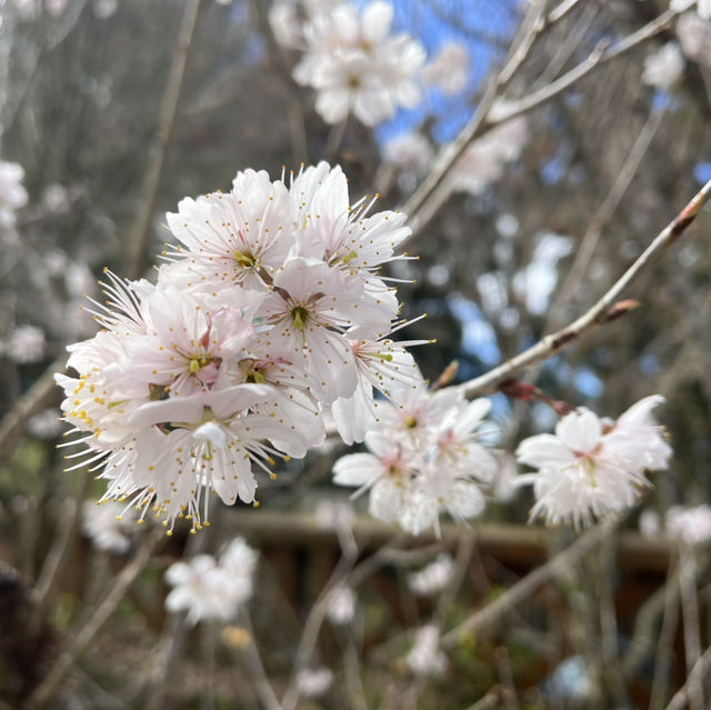 Hidden In Alishan, Taiwan!! Early Spring Cherry Blossoms
