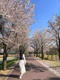 남양주 한적한 벚꽃 스팟!🌸