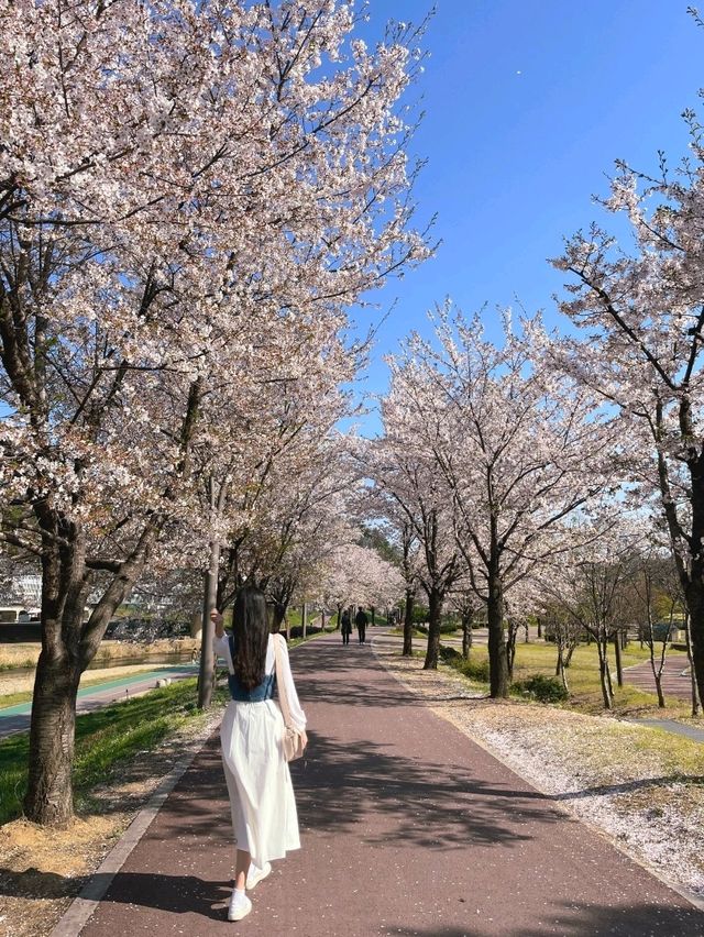 남양주 한적한 벚꽃 스팟!🌸