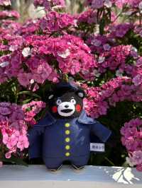 百花齊放的香港花卉展覽2025🥰😘😍💐🌺🪻🌸🌻🌞