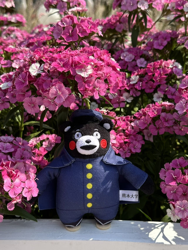 百花齊放的香港花卉展覽2025🥰😘😍💐🌺🪻🌸🌻🌞