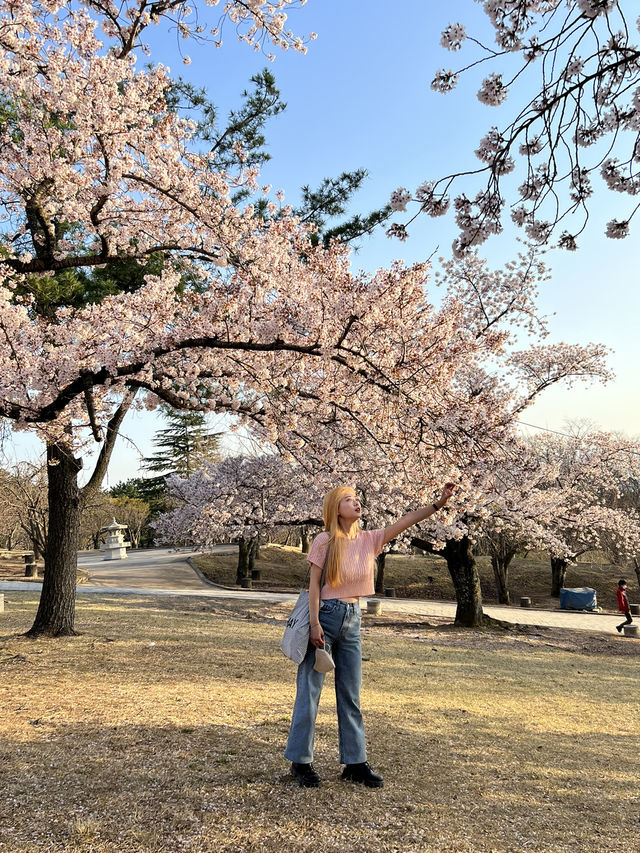 경주 벚꽃 명소, 4월 국내 여행지 추천, 국내 겹벚꽃 명소