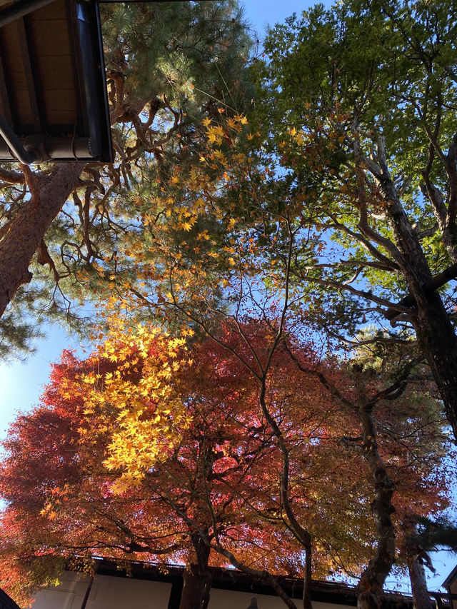 介紹日本岐阜縣飛驒高山
