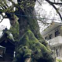 太宰府天滿宮（Dazaifu Tenmangu）