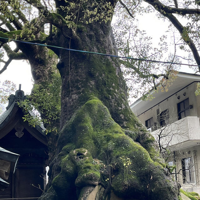 太宰府天滿宮（Dazaifu Tenmangu）