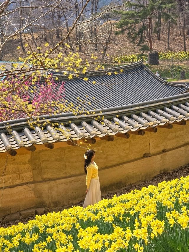 수선화가 활짝 핀 서산 유기방가옥