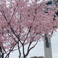 台北貓空春季賞櫻輕縱走推薦