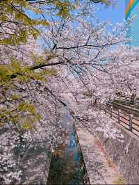 【福岡】川縁から見上げる桜のトンネル🌸