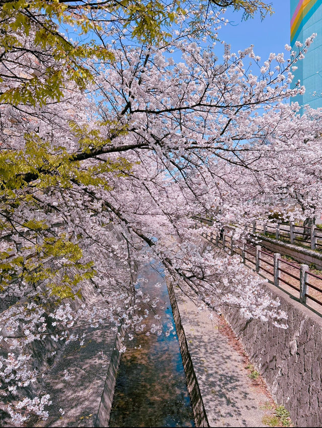 【福岡】川縁から見上げる桜のトンネル🌸