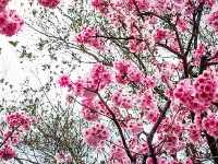 🌸** 賞櫻的迷人櫻花樹**🌸