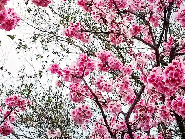🌸** 賞櫻的迷人櫻花樹**🌸