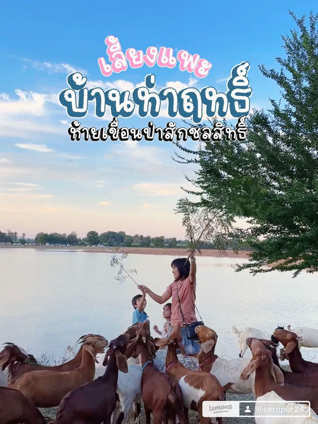 เลี้ยงแพะ บ้านท่าฤทธิ์ ท้ายเขื่อนป่าสักชลสิทธิ์