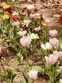 Spring's Tranquil Trails: Exploring Maeheon's Diverse Landscapes 