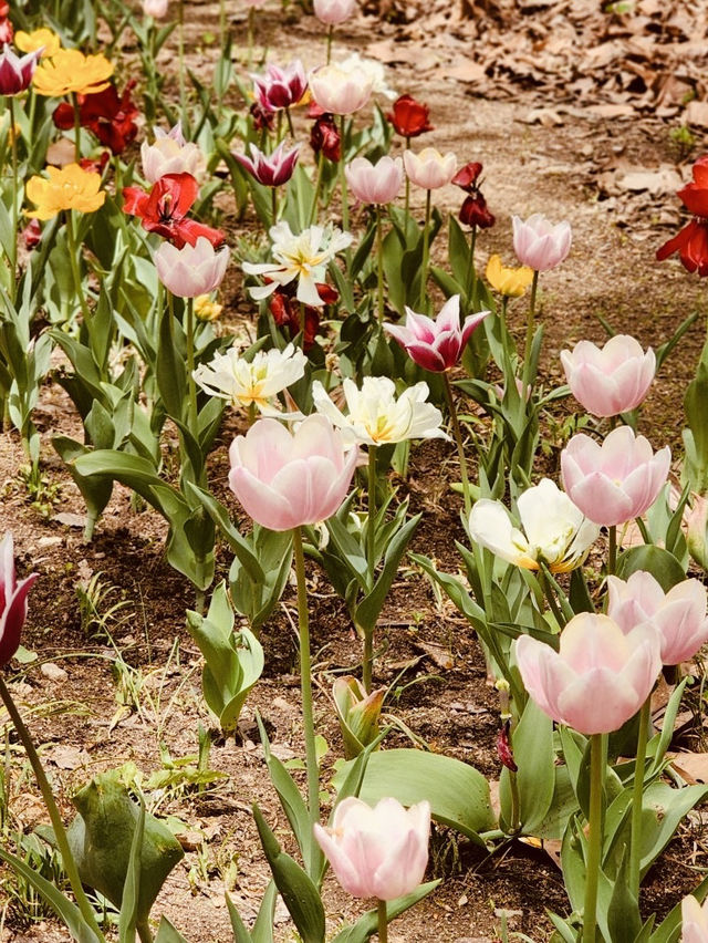 Spring's Tranquil Trails: Exploring Maeheon's Diverse Landscapes 