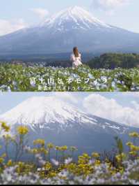 【山梨県】富士山とネモフィラを巡る絶景ドライブコース