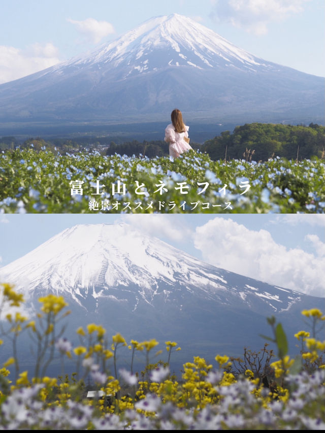 【山梨県】富士山とネモフィラを巡る絶景ドライブコース