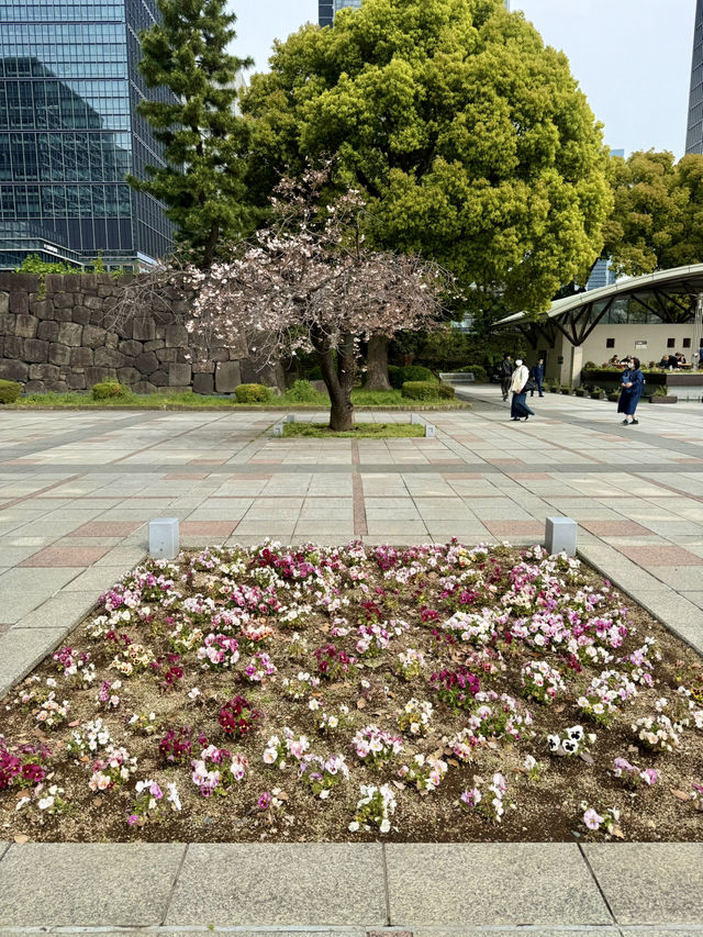 Spring Serenity at Wadakura Fountain Park🦢