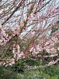 Cherry blossoms at seogwipo