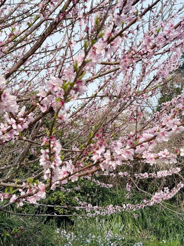 Cherry blossoms at seogwipo