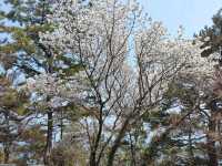 搭DANUBI列車暢遊釜山國家地質公園~太宗台，賞櫻花和玉蘭花。