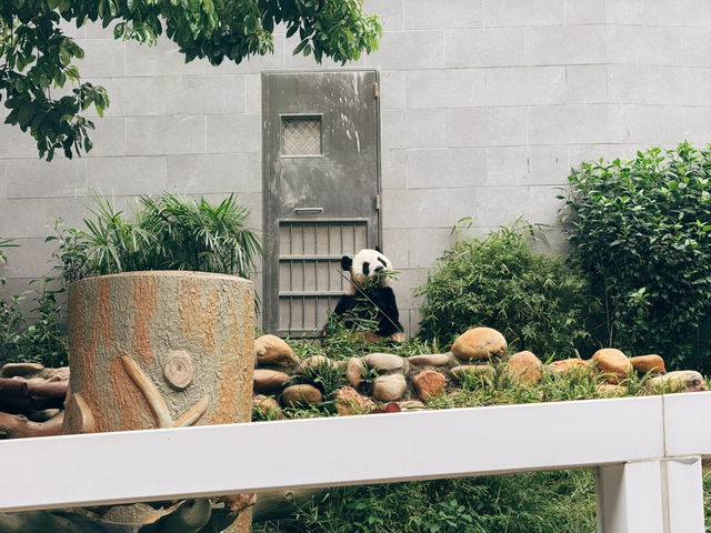 🏞️澳門隱藏版親子祕境！石排灣郊野公園一日遊攻略🐼