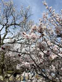 Matsumoto castle cherry blossom @ Matsumoto