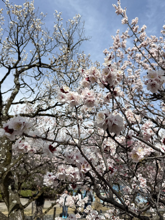 Matsumoto castle cherry blossom @ Matsumoto