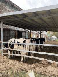 Cute cows and best milk ice cream ever!
