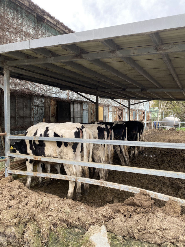Cute cows and best milk ice cream ever!