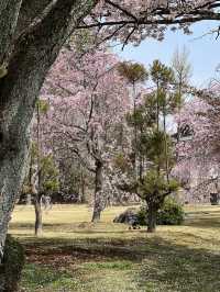 다양한 종류의 벚꽃🌸을 보고 싶다면 무조건 니조성 🏯 元離宮二条城