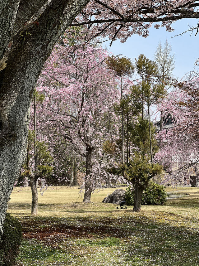 다양한 종류의 벚꽃🌸을 보고 싶다면 무조건 니조성 🏯 元離宮二条城